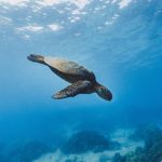 sea turtle maldives snorkeling scaled e1676054194101