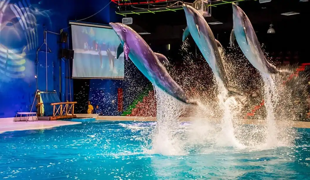 dolphin-and-seal-show-at-dubai-dolphinarium-creek-park