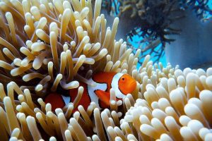 Great Barrier Reef australia