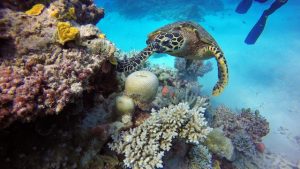 Great Barrier Reef diving australia