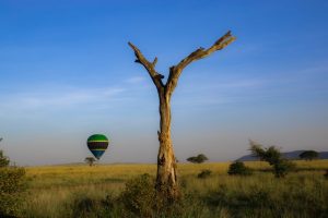 Serengeti hot air balloon in national wild life tour