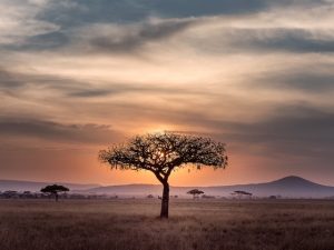 Serengeti tanzania nature travel