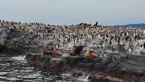 Tierra del Fuego penguine argentina