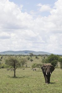 elephant in Serengeti tanzania wildlife travel
