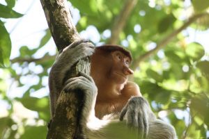 proboscis monkeys in malaysia
