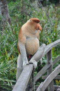 proboscis monkeys malaysia