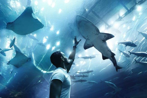 dubai mall aquarium ticket price book now pay later