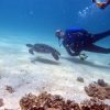 best scuba diving in uae book now pay later