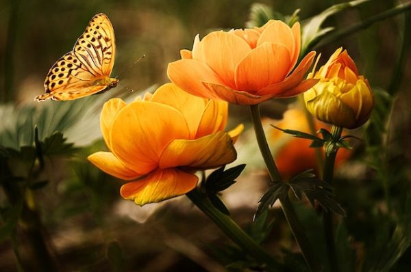 dubai butterfly garden tickets
