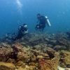 scuba diving lessons dubai dive now pay later